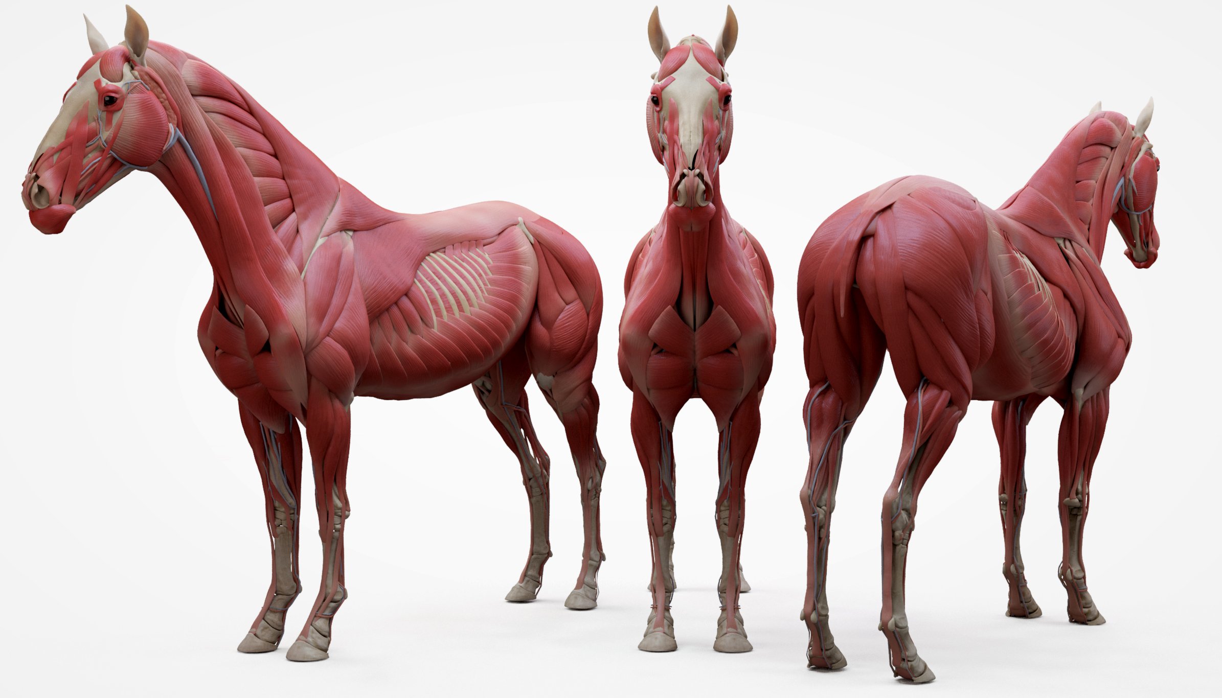 3D Horse Model Ecorche